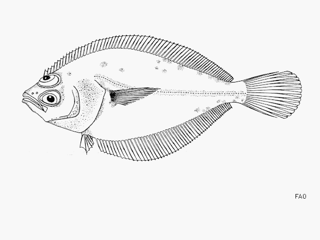 Citharichthys gordae