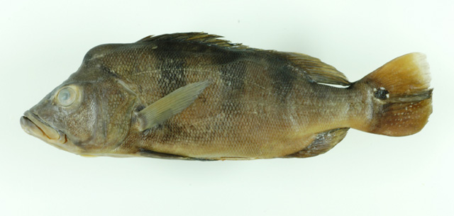 Cichla kelberi