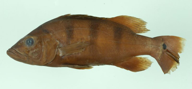 Cichla kelberi