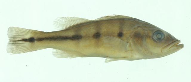 Cichla kelberi