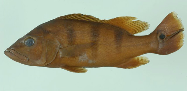 Cichla kelberi