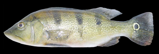 Cichla kelberi