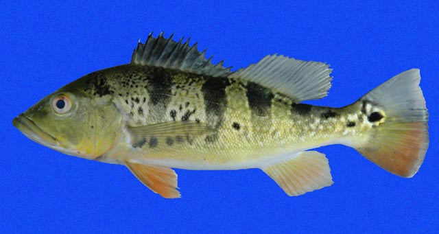 Cichla pleiozona