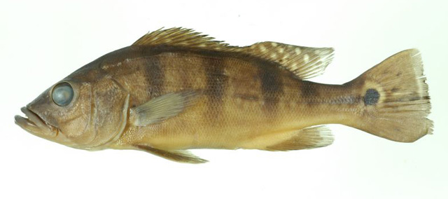 Cichla monoculus