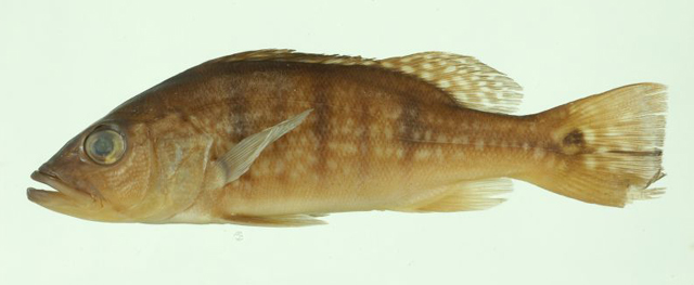 Cichla ocellaris