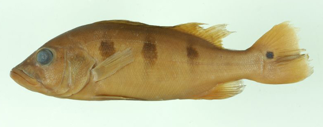 Cichla orinocensis