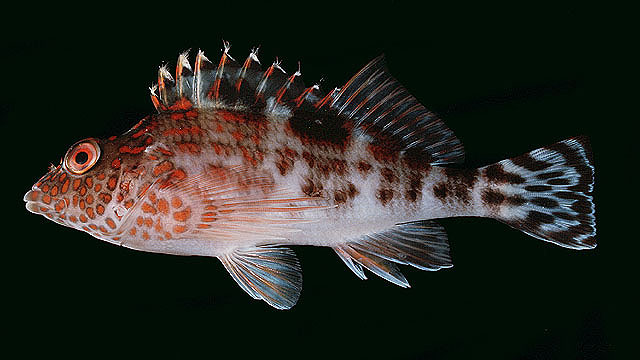 Notocirrhitus splendens