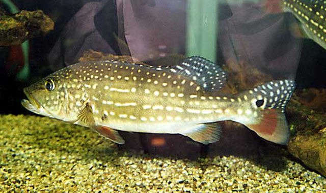 Cichla temensis