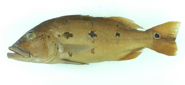 Cichla thyrorus