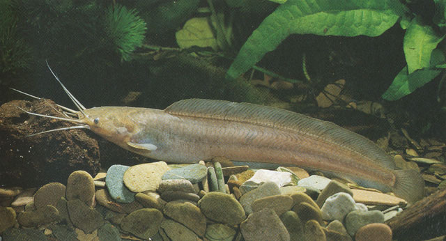 Clarias alluaudi