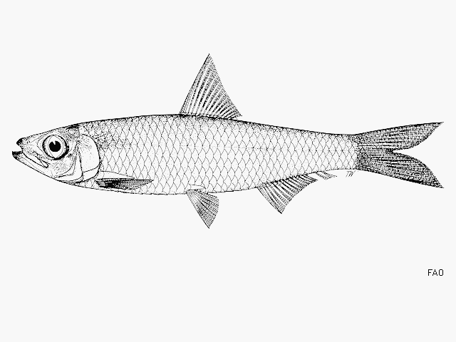 Clupeichthys bleekeri