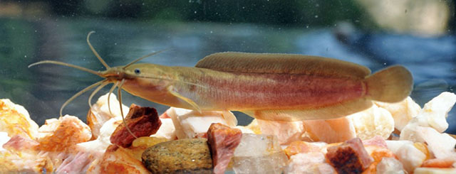 Clarias brachysoma