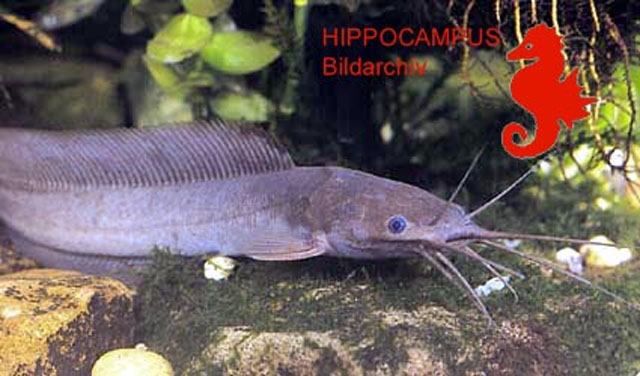 Clarias buettikoferi