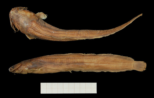 Clarias dhonti