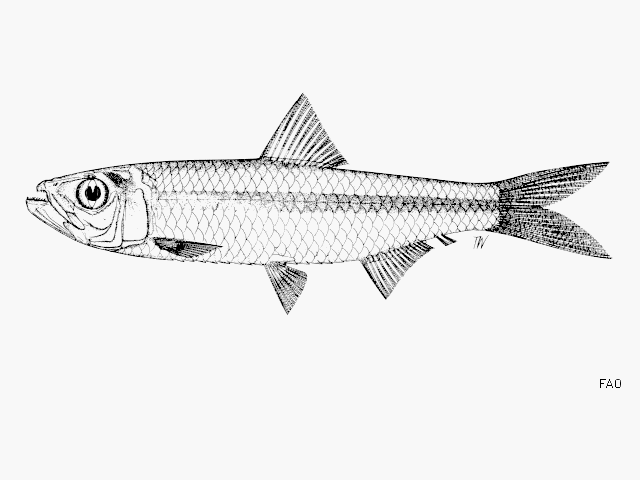 Clupeichthys goniognathus