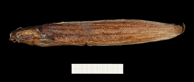 Clarias nigromarmoratus