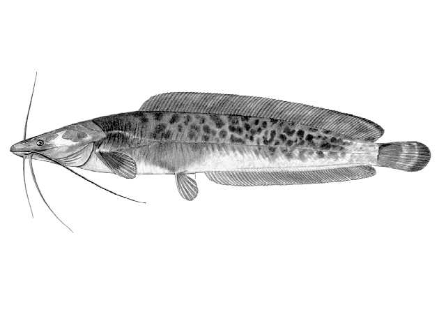 Clarias platycephalus