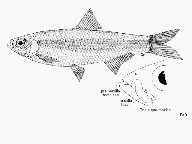 Clupeoides venulosus