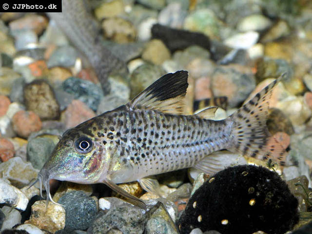 Corydoras acutus