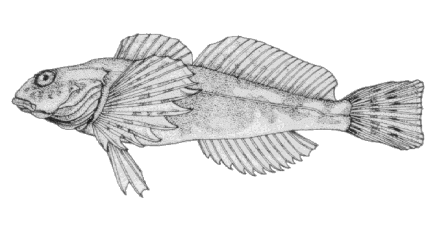 Cottus aleuticus