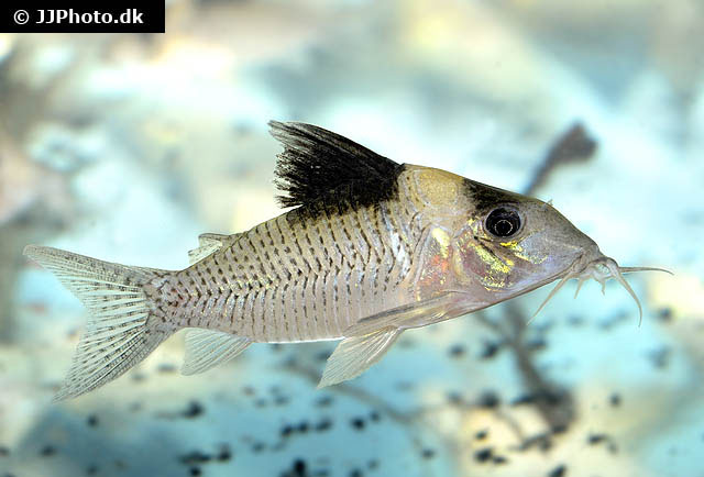 Corydoras amandajanea