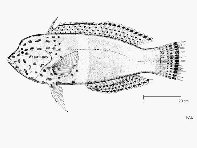 Coris aygula