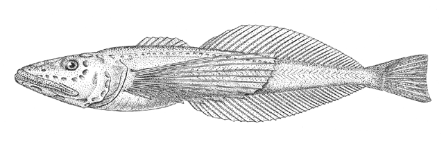 Comephorus baikalensis