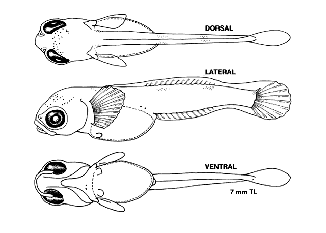 Cottus bairdii