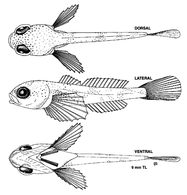 Cottus bairdii