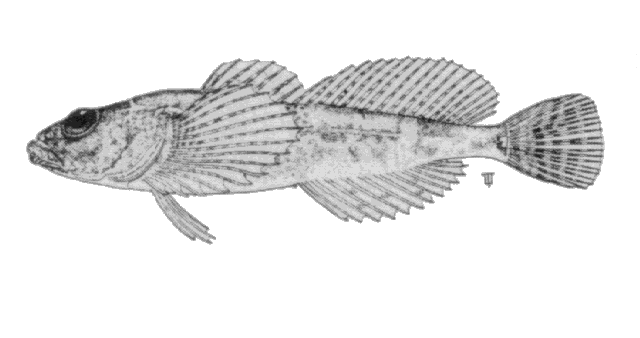 Cottus bairdii