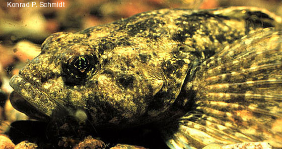 Cottus bairdii