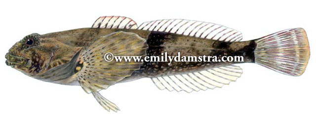 Cottus bairdii