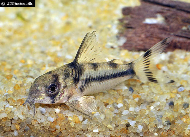 Corydoras boesemani