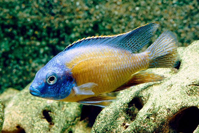 Copadichromis borleyi