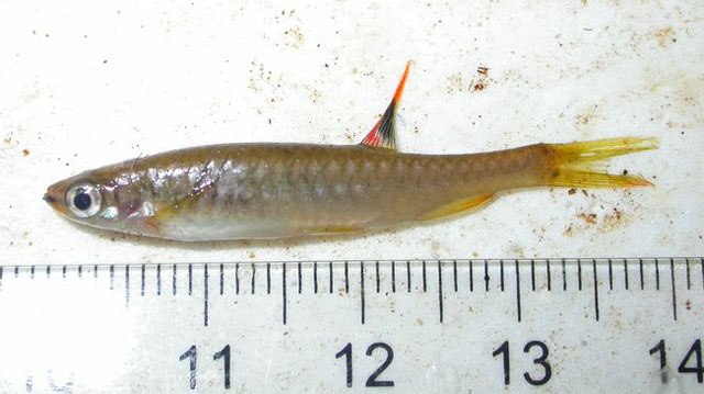 Copella carsevennensis