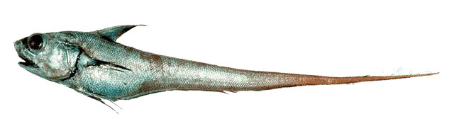 Coryphaenoides cinereus