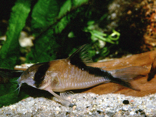 Corydoras davidsandsi