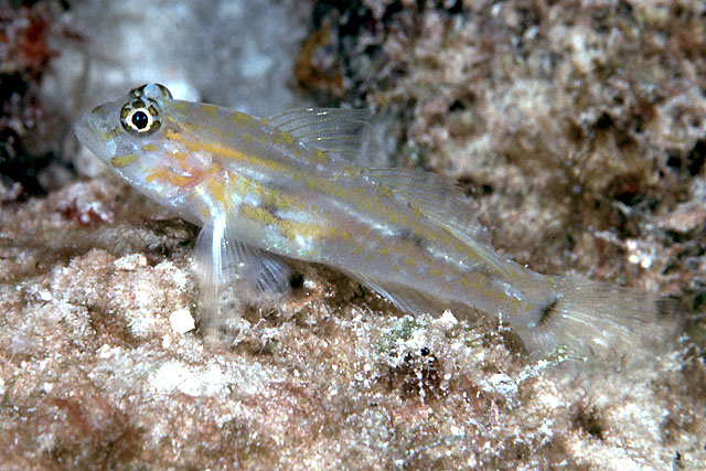 Coryphopterus eidolon