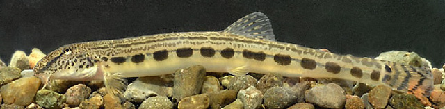 Cobitis elongata