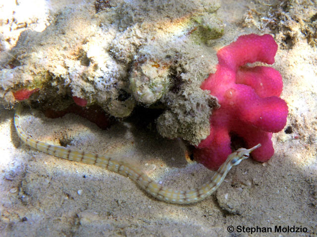 Corythoichthys flavofasciatus