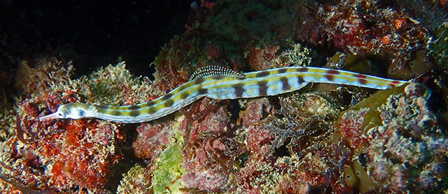 Corythoichthys flavofasciatus