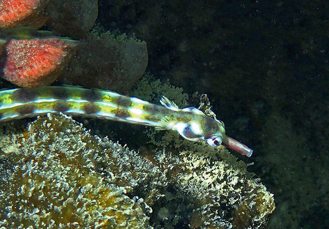 Corythoichthys flavofasciatus