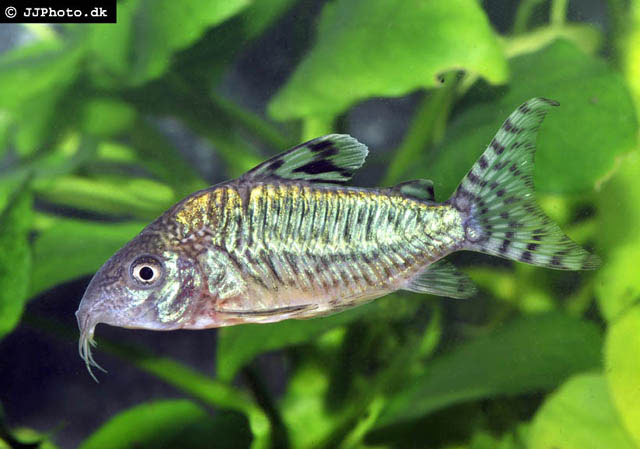 Corydoras geryi