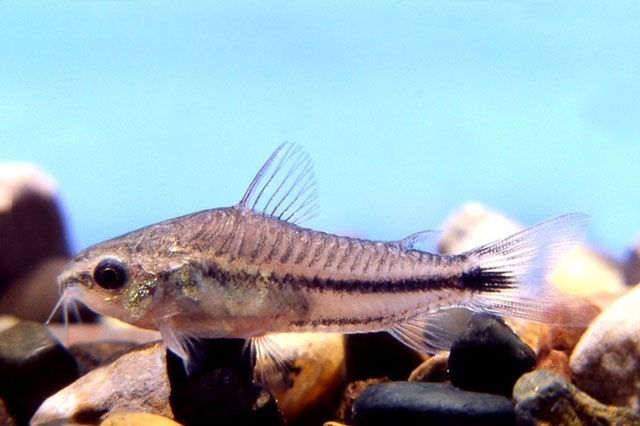 Corydoras pygmaeus