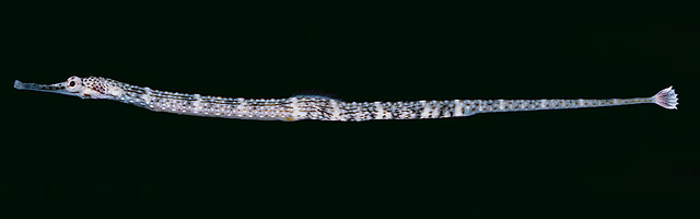 Corythoichthys intestinalis