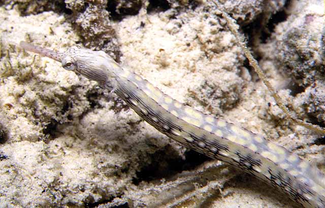 Corythoichthys intestinalis