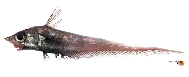 Coelorinchus kishinouyei