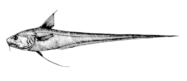 Coryphaenoides leptolepis