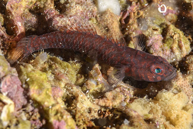 Corcyrogobius liechtensteini