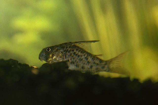 Corydoras loretoensis